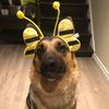 sheldon_cooper_pup