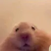 peter.btw0