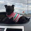 zukkythepuppy