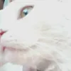secondchoide