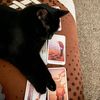 greenwitch.blackcat