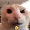 shysmith82