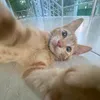 cerenbky4