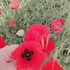 bnar_barzan1