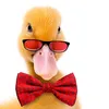 pat0_quack__