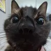 kat_lin_