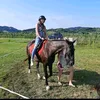 aneja04
