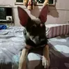 emi_lio73