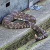 baronessclixxen