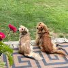 dachshundmom73