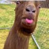 riziq_227