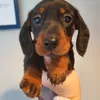 maggietheminisausage