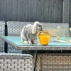mummypig2623
