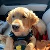 tedthegoldenboy