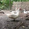 cbjayafarm