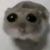 robprobi