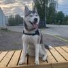 _nala_the_husky_