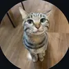 littlegingeroli