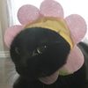 the_sleepiest_head