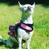 mimithedogwa