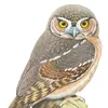 1234happyowl