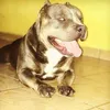 thiagobjj01