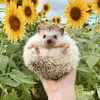 animalsmomentslive