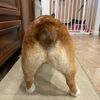 mom22corgis