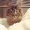thekittylink