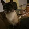 hackedmytiktok