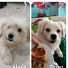 brian.alexa