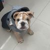 thanos_872bulldog