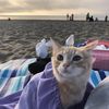 kitty_puw