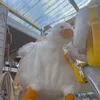 duckkwack