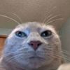 its_je_boy_camiel