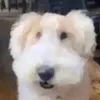 oscar_johnson22