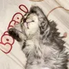graycie_02