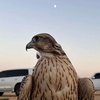 عبدالله العتيبي 🐪🦅.