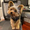 garytheyorkie