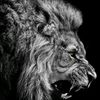 entrepreneurtrollr3k