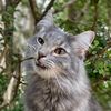 tomcat.deadeye