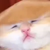 papatok456