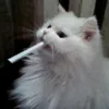 k0shachi