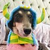 umbawoofable