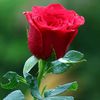 asifali4349