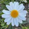 __margarita88