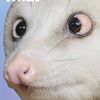 ionlymeow4u