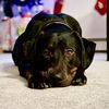 phoebethedoggo
