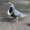 aggrosvlzq