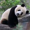 panda🐼